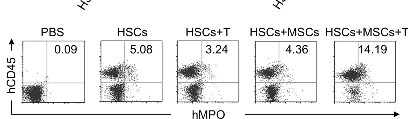 Open access visualization of Scatter Plot, Bone Marrow Cells, Flow Cytometry, hCD45, hMPO
