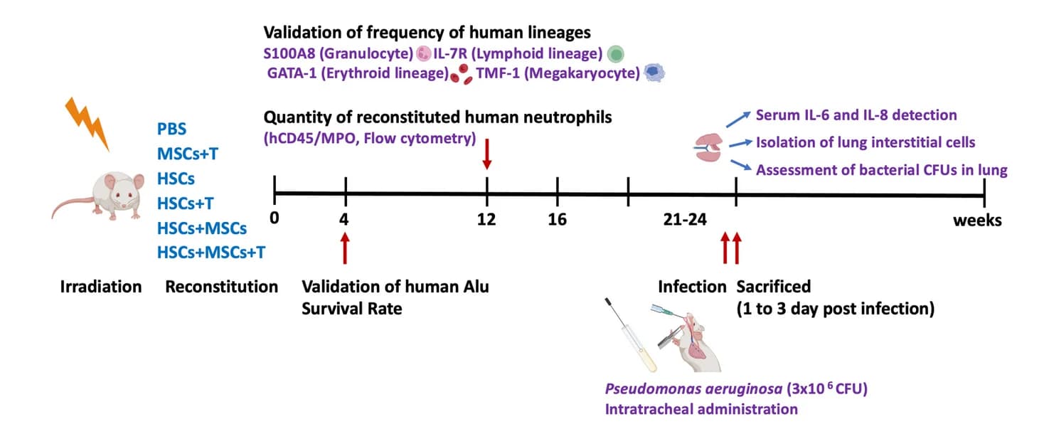 Open access visualization of Workflow, Experimental Timeline, NOD/SCID Mice, Irradiation, Transplantation