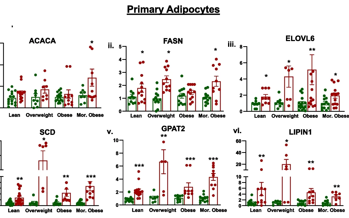 Open access visualization of Bar Plot, Error Bars, Scatter Plot, FA Synthesis, Elongation