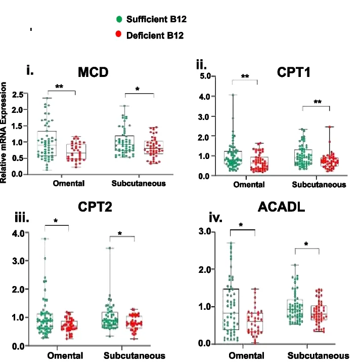Open access visualization of Box Plot, Scatter Plot, Genes, FA β-oxidation, omWAT