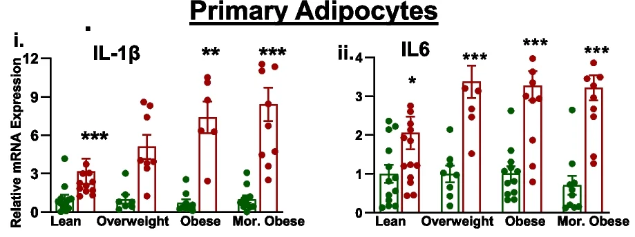 Open access visualization of Bar Plot, Scatter Plot, Error Bars, Chub-S7 Cell Line, Primary Sc-Adipocytes