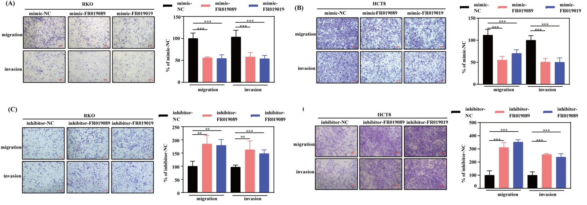 Open access visualization of Bar Plot, Photo, Microscopy, HCT8 Cells, Inhibitor-NC