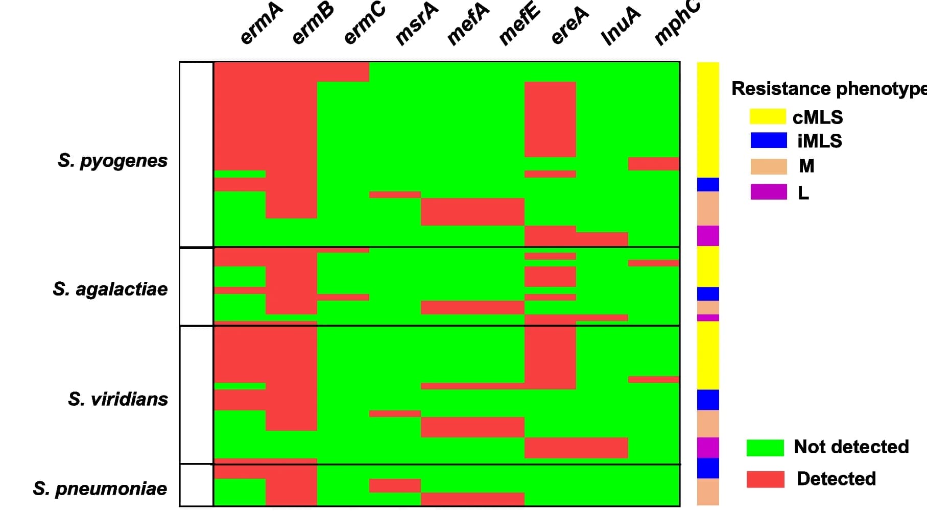 Open access visualization of Heatmap, MLS Resistance Genes, Resistant Isolates