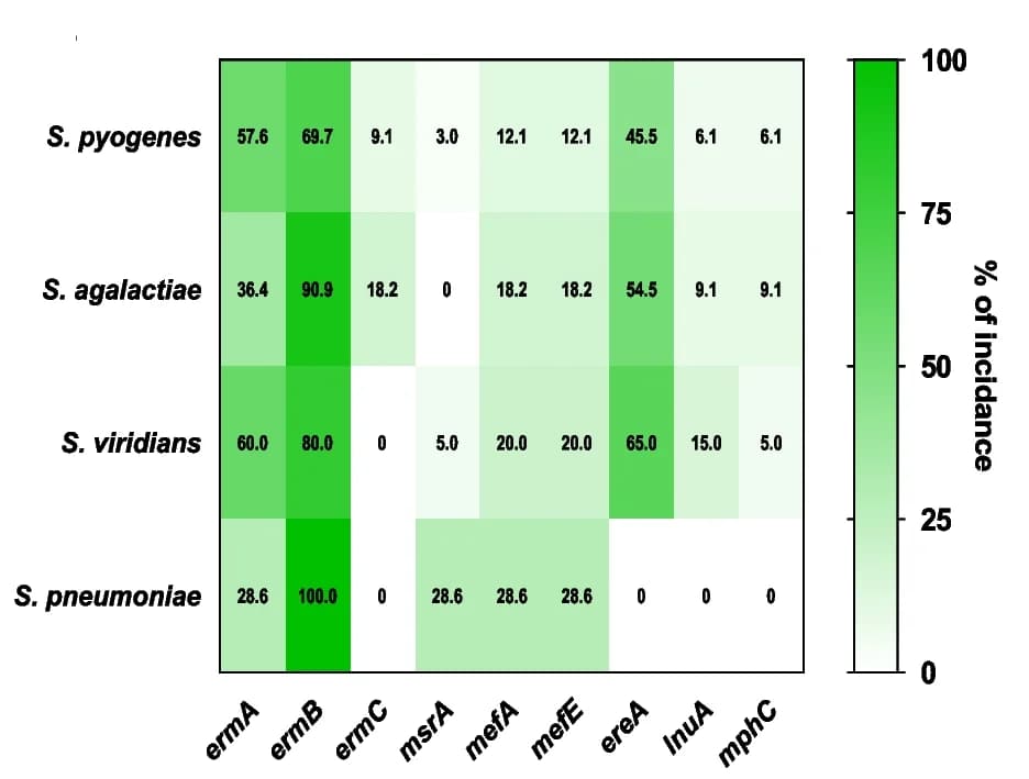 Open access visualization of Heatmap, Heat Maps, MLS Resistance Genes, Streptococci Species
