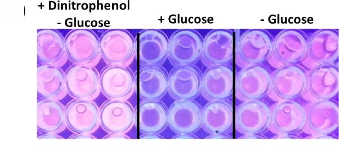 Open access visualization of Photo, Gel, EtBr Efflux, EtBr Agar Cartwheel Method, Isolates