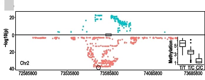 Open access visualization of Locuszoom Plot, Scatter Plot, Box Plot, mQTL associations, SNVs