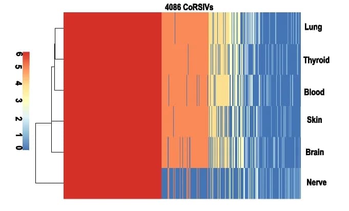 Open access visualization of Heatmap, Clustered, CoRSIVs, Simes SNVs, Haplotype block