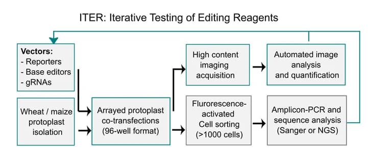 Open access visualization of Workflow, Flowchart, ITER, Wheat, Maize