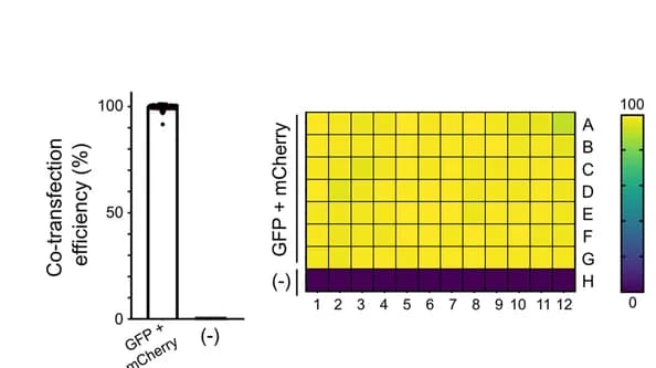 Open access visualization of Bar Plot, Heatmap, Co-transfection Efficiency, GFP, mCherry