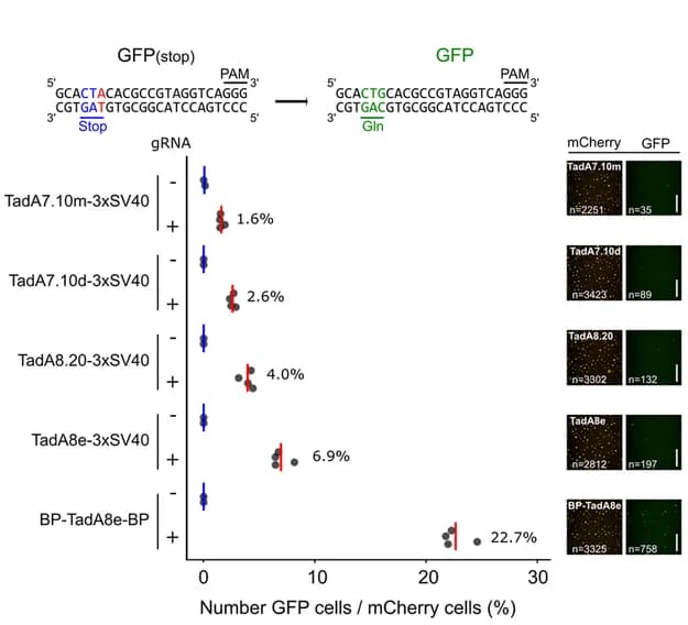 Open access visualization of Scatter Plot, Error Bars, Photo, Microscopy, Base Editing Efficiency