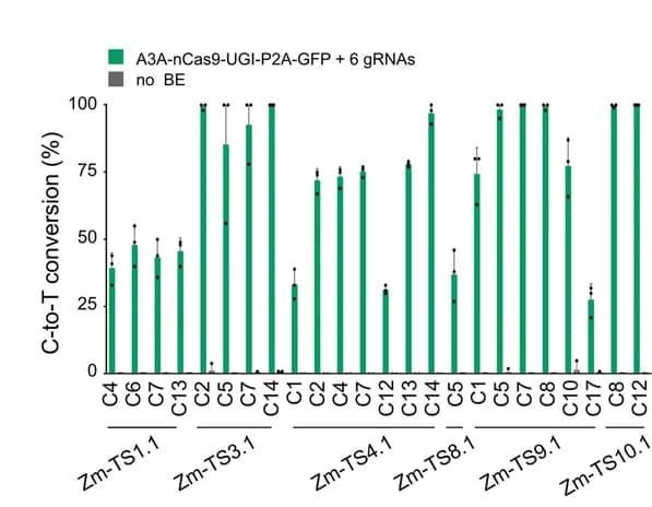 Open access visualization of Bar Plot, Error Bars, Multiplex Base Editing, C-to-T editing, A3A-nCas9-UGI
