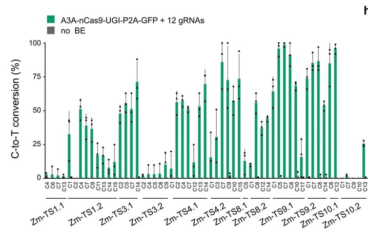 Open access visualization of Bar Plot, Error Bars, Multiplex Base Editing, C-to-T editing, A3A-nCas9-UGI