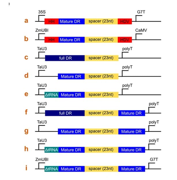 Open access visualization of Workflow, crRNA Architectures