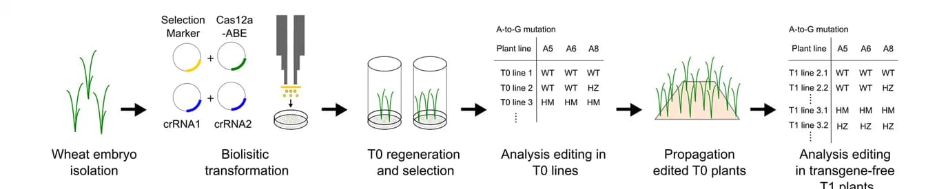 Open access visualization of Workflow, Flowchart, Illustration, Table Image, Wheat Plant