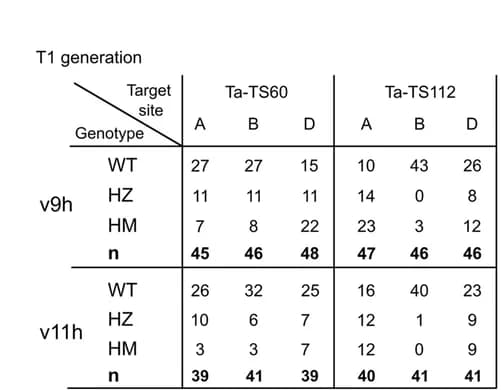 Open access visualization of Table Image, T1 Cas12-ABE, Transgene-free plants, A-to-G Edits, Subgenome Targets