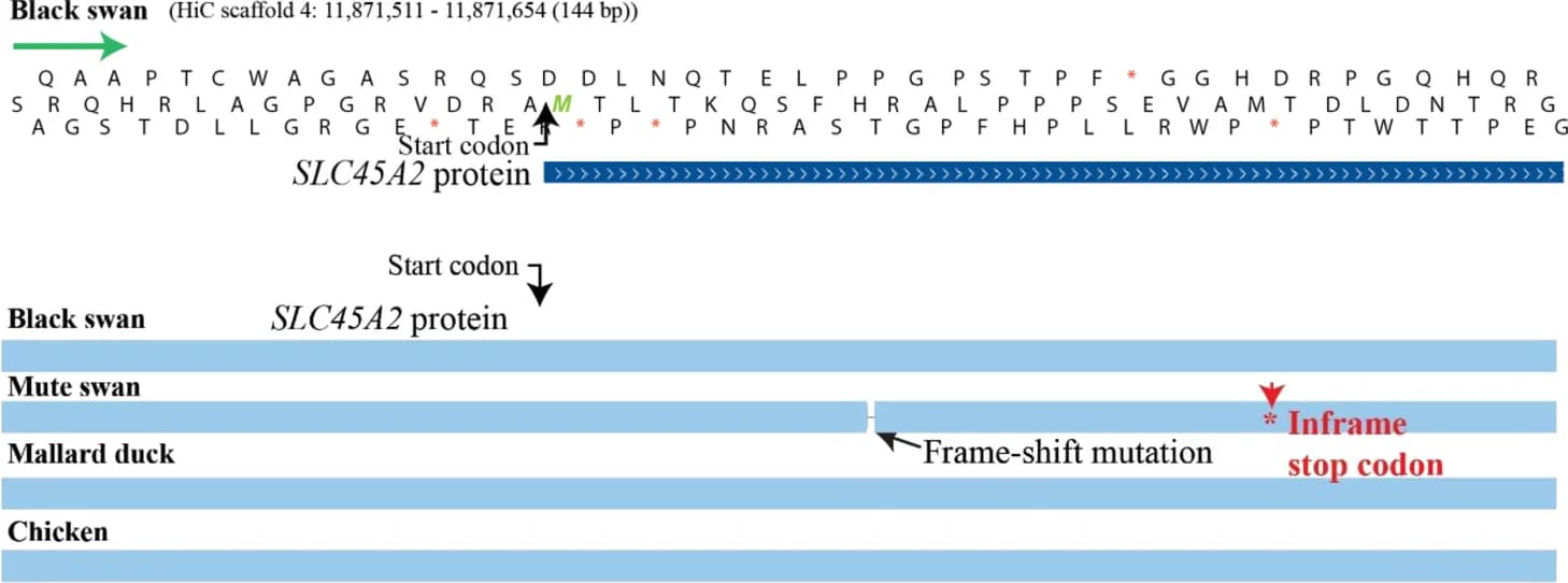 Open access visualization of Illustration, Genome, Gene, Mutation, Alignment