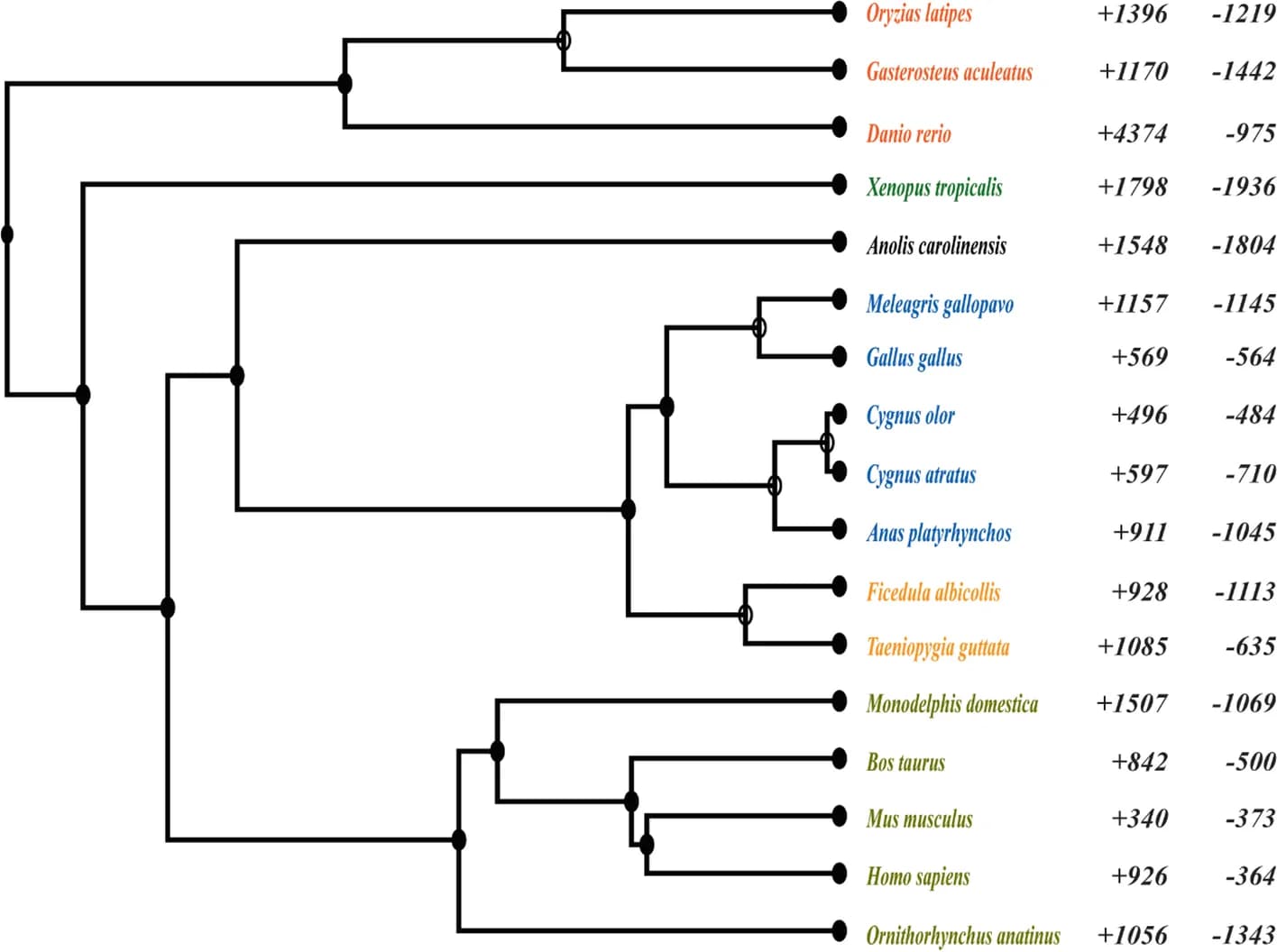 Open access visualization of Network, Pathway, Gene Losses, Gene Gains, Vertebrate Species