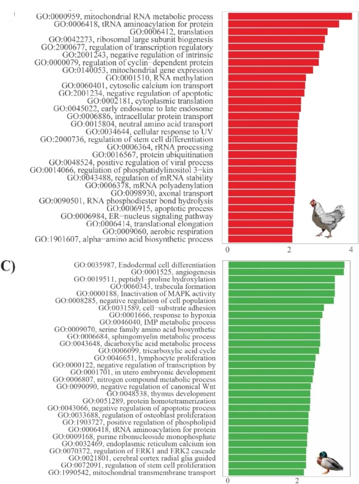 Open access visualization of Bar Plot, GO biological process, Endothelial Cells, Enrichment score, Chicken