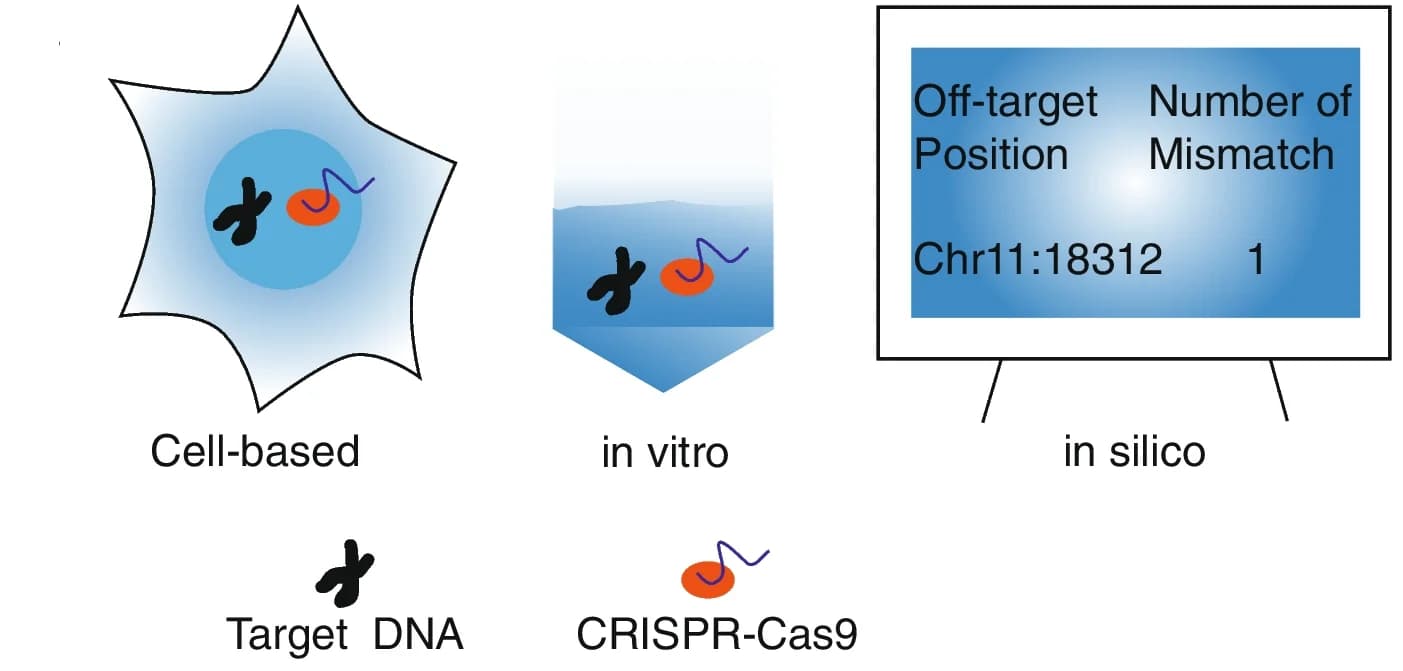 Open access visualization of Illustration, Workflow, Off-Target Prediction, Cell-Based, In Vitro