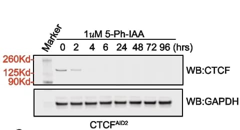 Open access visualization of Gel, Immunoblot Analysis, CTCF AID2 Cells, AID2 Conditions, Time Course