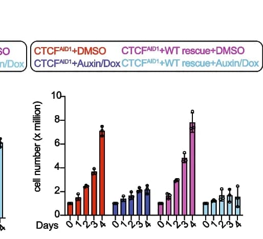 Open access visualization of Bar Plot, Error Bars, Growth Assay, CTCF AID2 Cells, AID1 Conditions