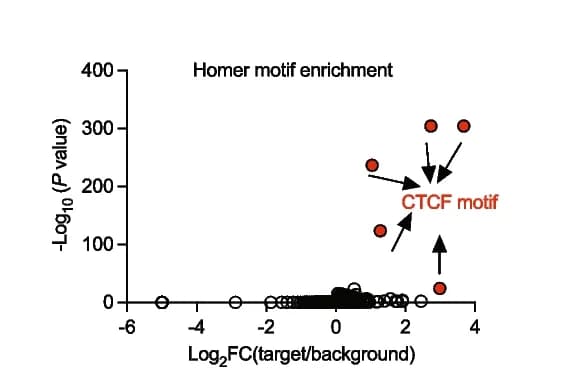 Open access visualization of Volcano Plot, Scatter Plot, Homer Motif Enrichment Analysis, CTCF ChIP-seq, CTCF AID2 Cells