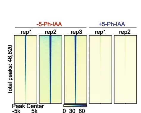 Open access visualization of Heatmap, Genomic Heatmap, CTCF Peak Summits, CTCF AID2 Cells, 5-Ph-IAA Treatment