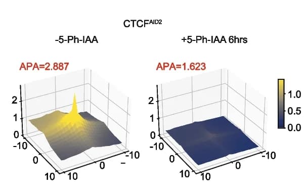 Open access visualization of 3D Plot, Aggregate Peak Analysis, CTCF HiChIP, CTCF AID2 Cells, 5-Ph-IAA Treatment
