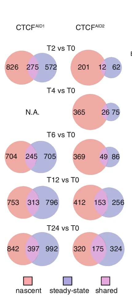 Open access visualization of Venn Diagram, Venn Diagrams, T > C converted reads, DE Genes, Auxin depletion
