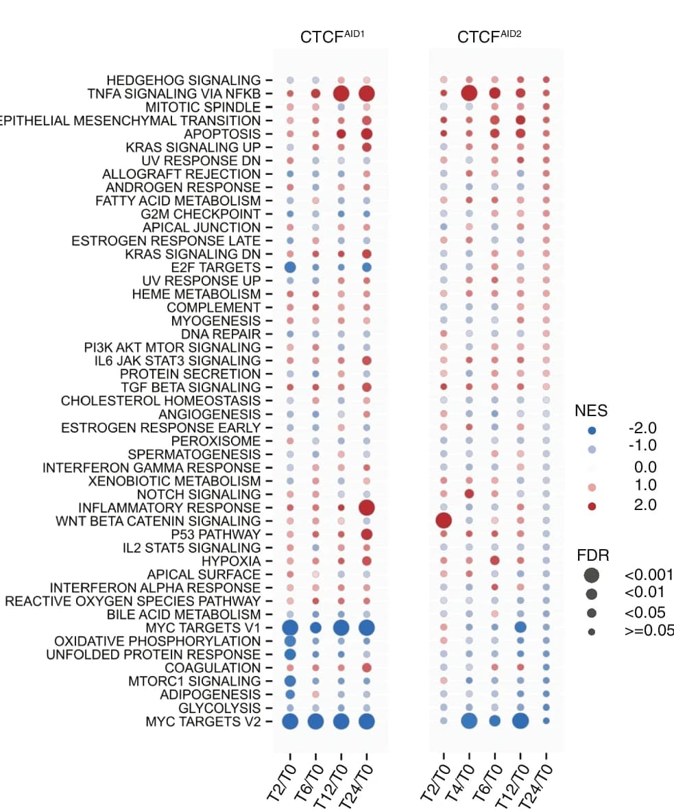 Open access visualization of Scatter Plot, Bubble Plot, Gene Set Enrichment Analysis, Nascent Transcripts, Hallmark Gene Sets