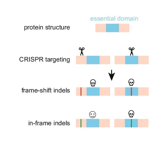 Open access visualization of Workflow, Illustration, CRISPR, sgRNA, Essential Domains