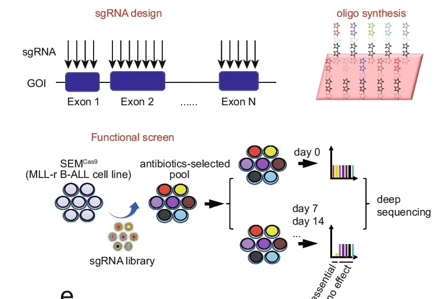 Open access visualization of Workflow, Illustration, CRISPR, sgRNA, Domain Library