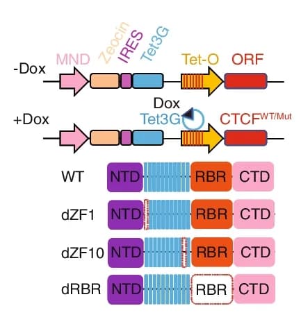 Open access visualization of Illustration, CTCF, HA-tagged constructs