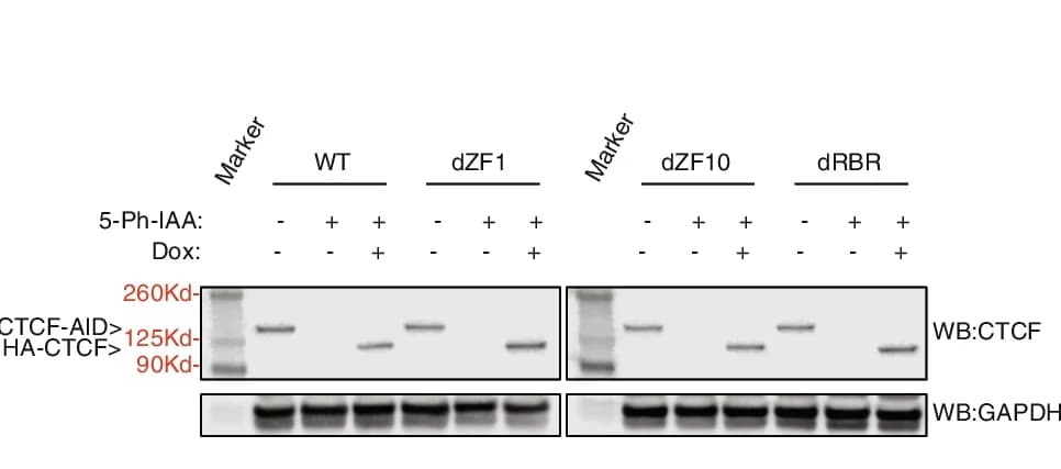 Open access visualization of Gel, Immunoblot analysis, CTCF, HA-CTCF, Expression