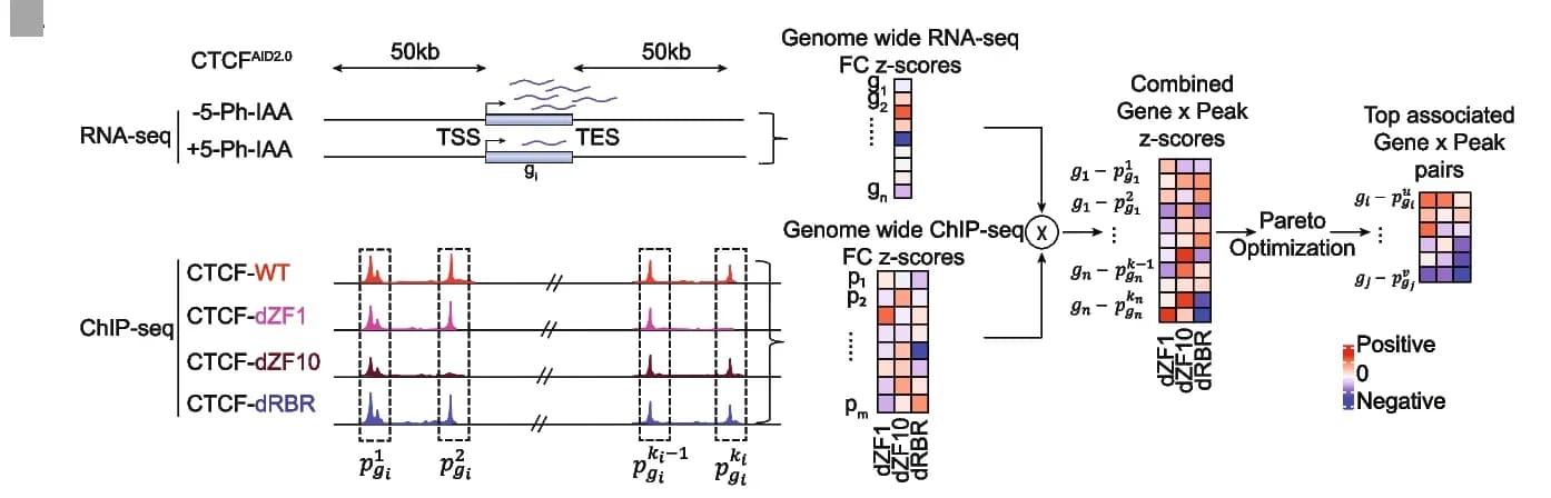 Open access visualization of Line Plot, Heatmap, Workflow, RNA-seq, ChIP-seq