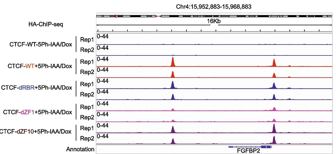 Open access visualization of Line Plot, ChIP-seq, CTCF, Mutants, FGFBP2 locus