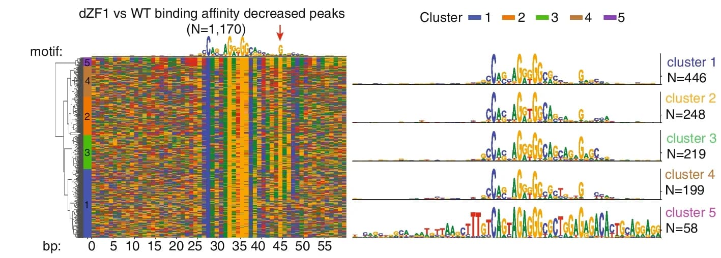 Open access visualization of Heatmap, Line Plot, Motif Analysis, CTCF AID2/dZF1, Decreased Peaks
