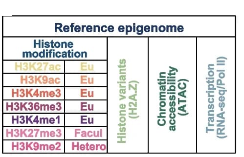 Open access visualization of Table Image, Experimental Design, Embryo Sac, Developmental Stages, Days Post Anthesis