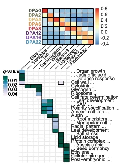 Open access visualization of Heatmap, WGCNA Cluster, GO Enrichment, Modules