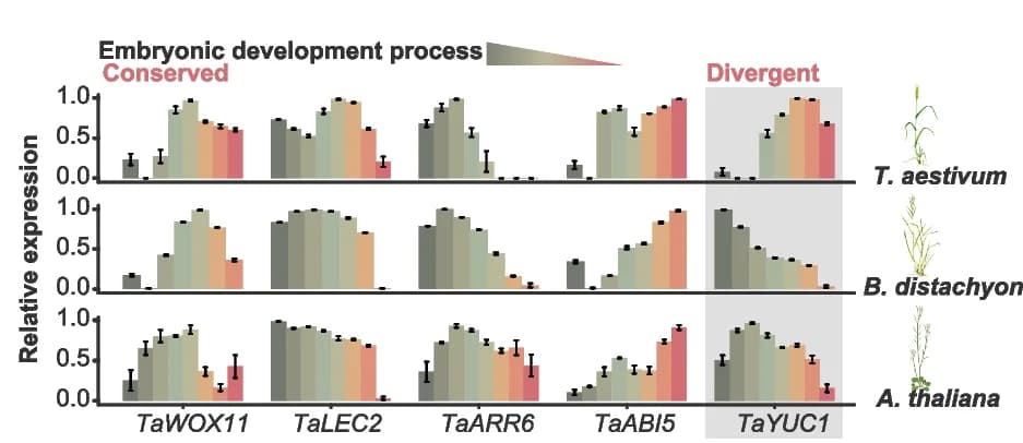 Open access visualization of Bar Plot, Error Bars, Gene Expression, Monocot, Dicot