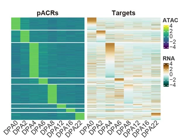 Open access visualization of Heatmap, pACRs, Gene Expression, Developmental Stages