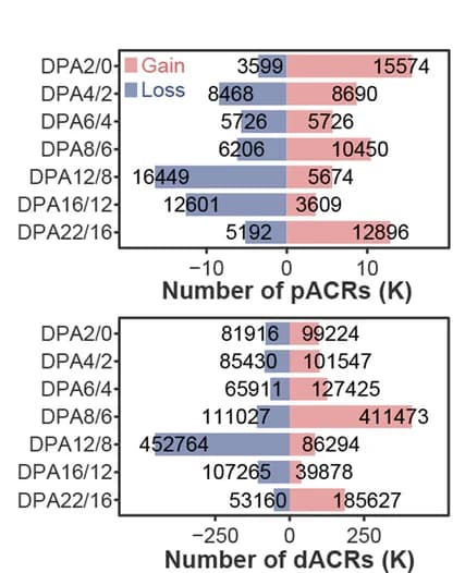Open access visualization of Bar Plot, Stacked Bar Plot, pACRs, dACRs, Embryonic Development