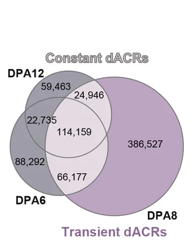 Open access visualization of Venn Diagram, dACRs, DPA6, DPA8, DPA12
