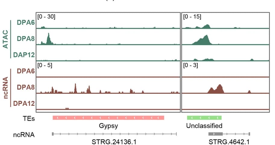 Open access visualization of Line Plot, IGV, dACRs, Non-coding RNA, DPA8