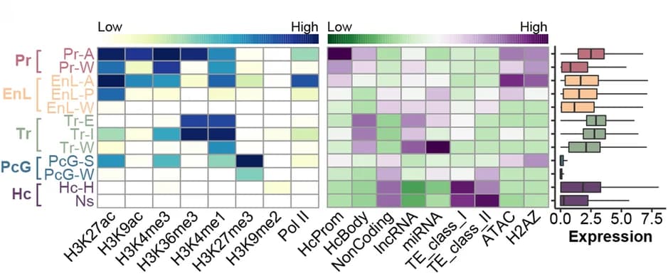 Open access visualization of Heatmap, Box Plot, Histone Modifications, ChromHMM States, Promoter