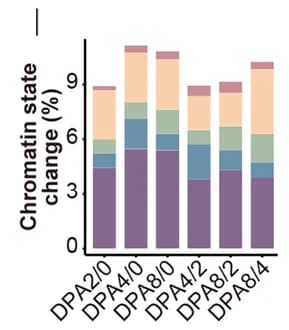 Open access visualization of Stacked Bar Plot, Chromatin States, Genome Size, Embryonic Stages, Coverage