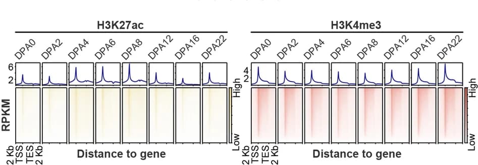 Open access visualization of Heatmap, Line Plot, Histone Modification, Promoter, Genic Regions