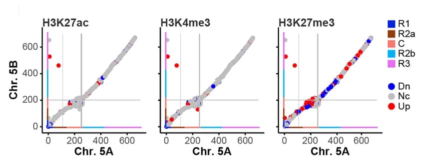 Open access visualization of Scatter Plot, Histone Modifications, Collinear Regions, Chromosomes, Downregulated