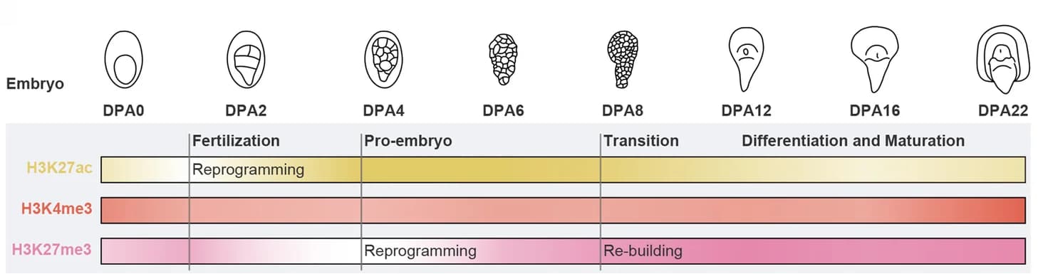 Open access visualization of Illustration, Workflow, Chromatin State, Wheat Embryogenesis, Schematic