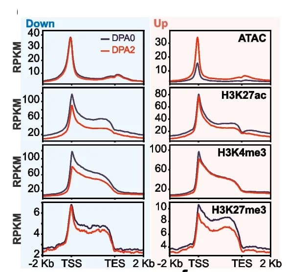 Open access visualization of Line Plot, Chromatin Accessibility, Histone Modification, Genes, Downregulation